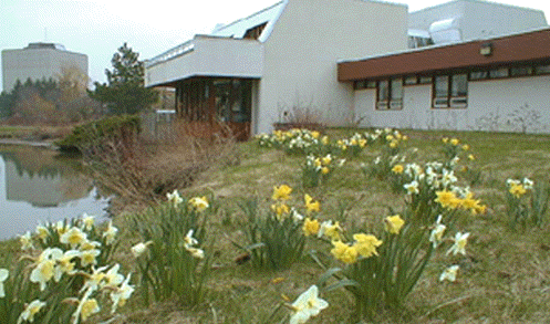 [Daffodils outside Health Services]