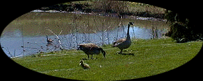 [Two geese, one gosling]
