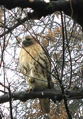 http://www.bulletin.uwaterloo.ca/images/2003/1105hawk.gif