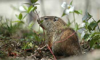 [Campus groundhog, pictured in 2005]