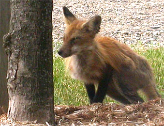 [Fox beside tree]