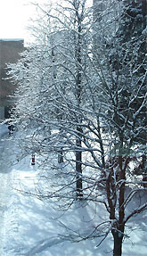 [Snow-covered trees beside MC]