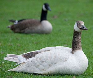 [Albino goose and an ordinary one]