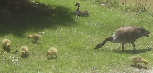 new goslings