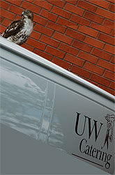 [Hawk atop catering truck]