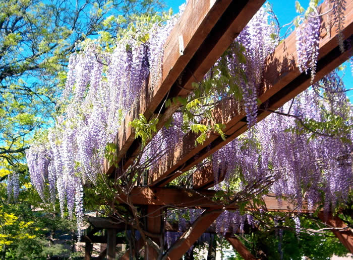 wisteria on pergola, Peter Russell Rock Garden, May 29/09