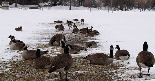 [Geese against melting snow]