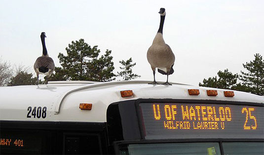 [Geese standing on bus roof]