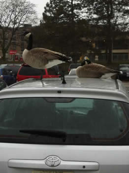 Geese in Lot A.