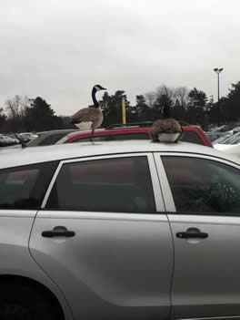 Geese in Lot A