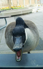 A Canada Goose.