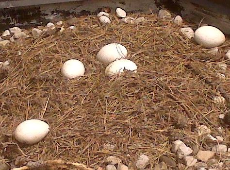 nest with goose eggs