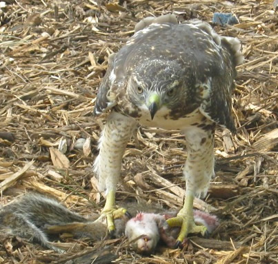Red-tailed hawk eating squirrel
