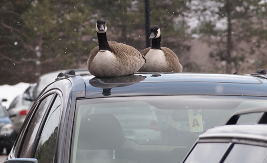 A pair of Canada geese relax atop a car in a parking lot.