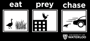 A three-panel graphic showing a goose eating, flying off the roof of a building, and chasing a car.