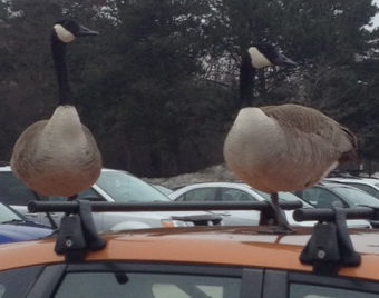 The same shot of two geese atop the roof of a car from a different angle.