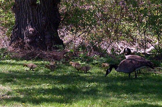 Geese and goslings graze along the creek.