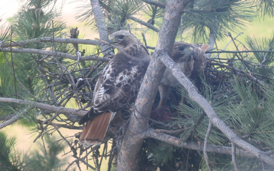 Two hawks nest in a tree.
