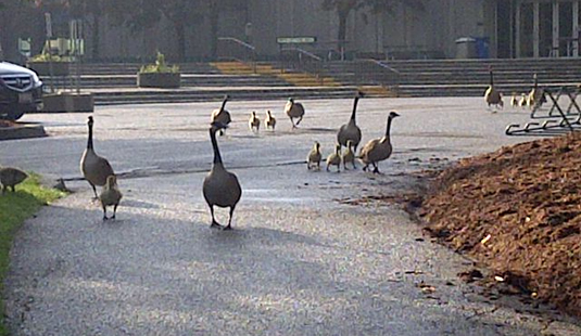 Geese and their goslings traverse their domain, their takeover of campus complete.