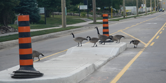 A gaggle of geese crossing the road at Phillip Street.