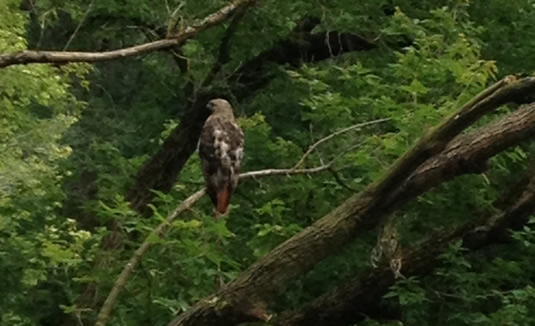 A hawk perched on a tree branch.