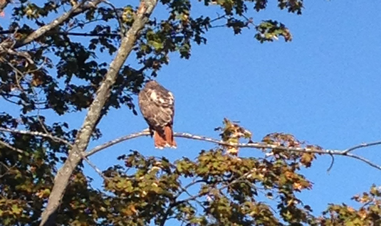 A red-tailed hawk.
