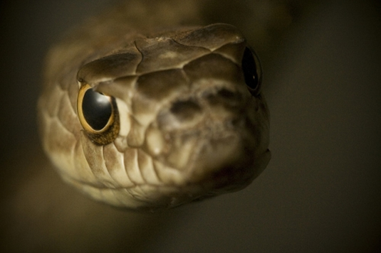 A close-up of a snake's head, featuring its eyes.