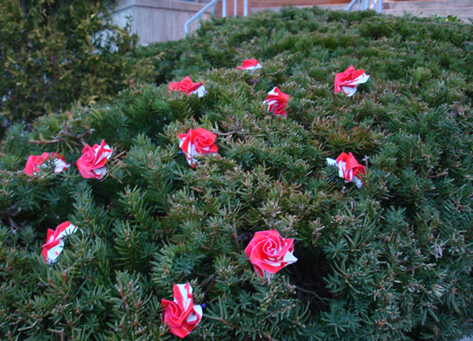 Origami roses in the bushes in front of Needles Hall.