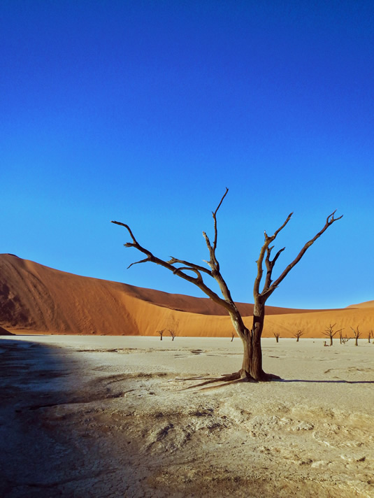 A tree on a desert plain.