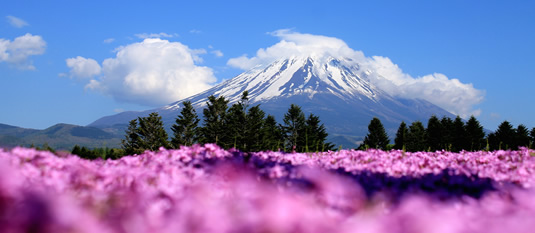 Mount Fuji with a field of flowers in the foreground.