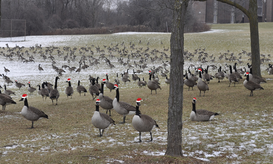 Canada geese blanket the Village 1 quad on December 22.
